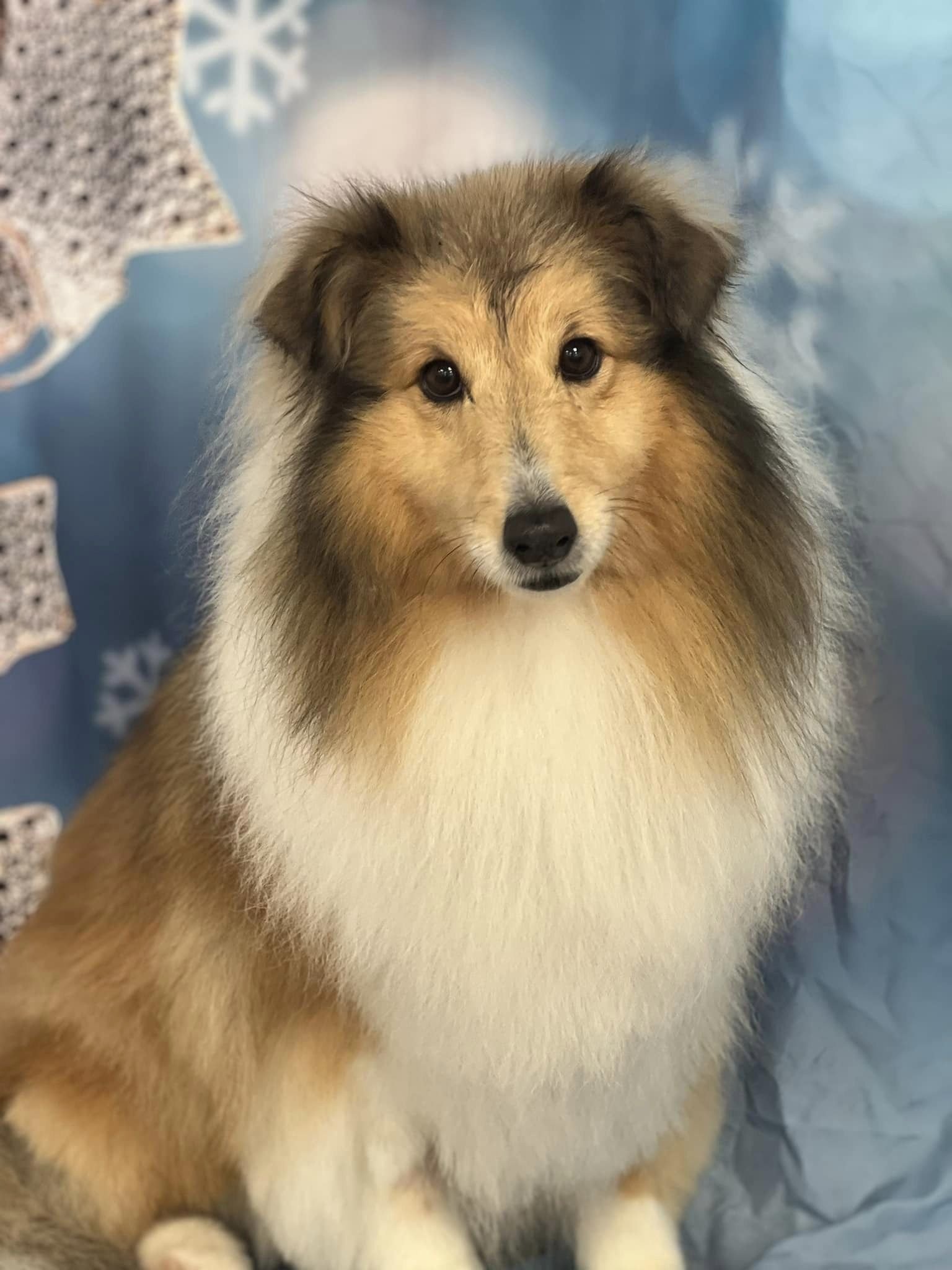 Collie