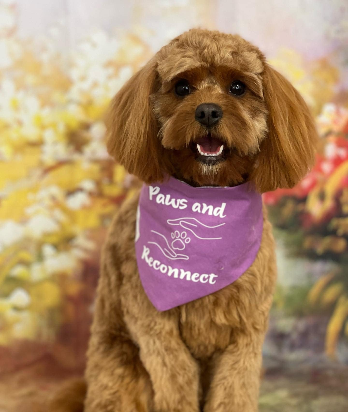 Honey cavoodle