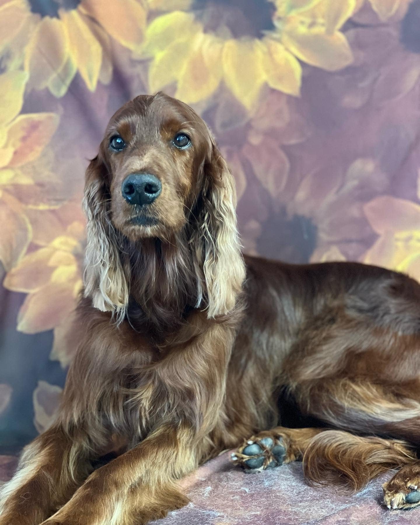 Irish Setter
