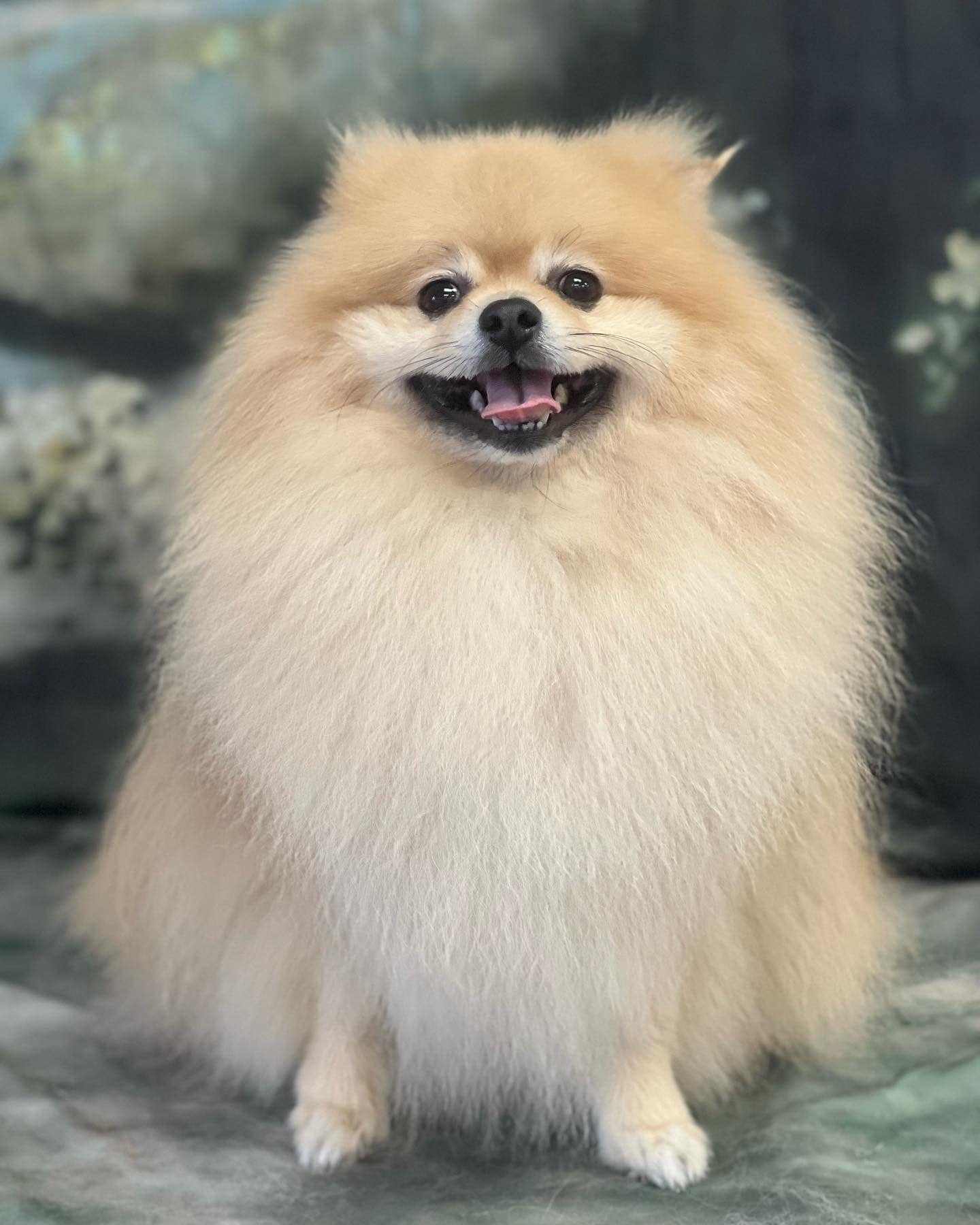 Pomeranian