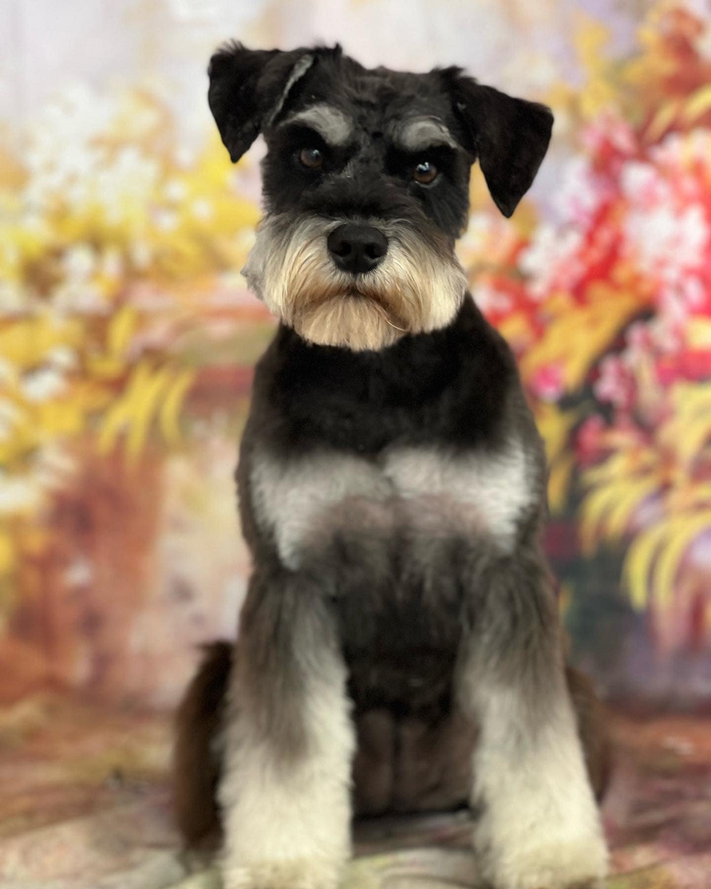 Schnauzer