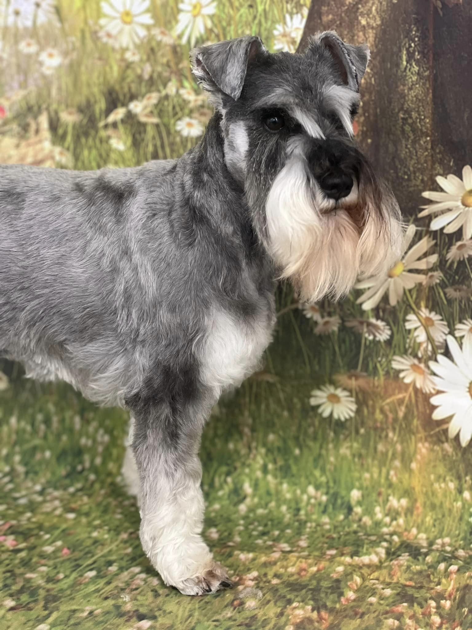 Schnauzer